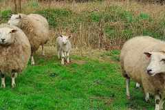 maart 24 - Bezoek aan de schapen en lammetjes